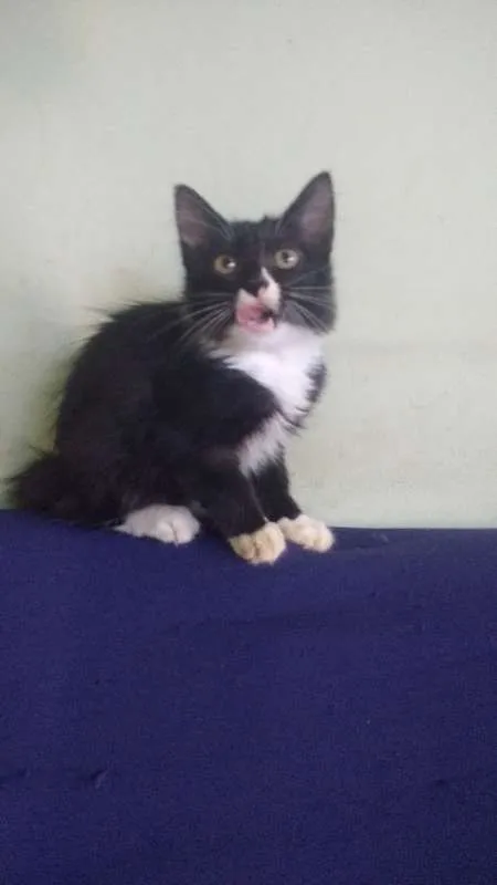 Gato raça Desconh idade 2 a 6 meses nome Malhado