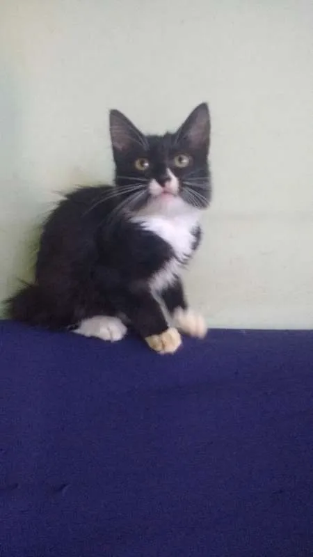 Gato raça Desconh idade 2 a 6 meses nome Malhado
