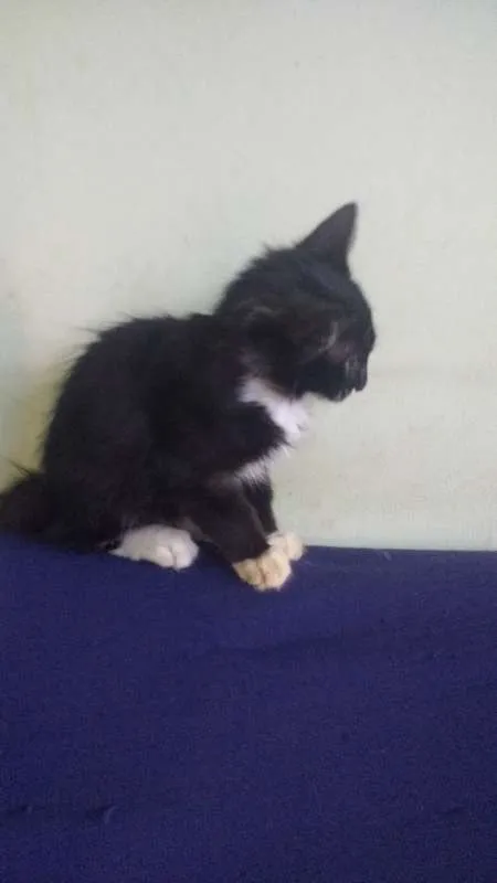 Gato raça Desconh idade 2 a 6 meses nome Malhado
