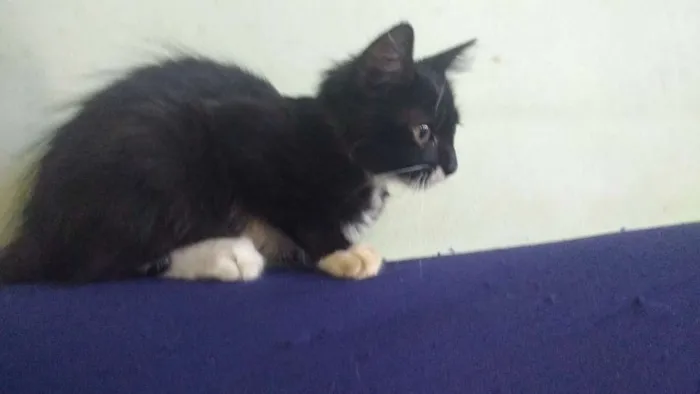 Gato raça Desconh idade 2 a 6 meses nome Malhado