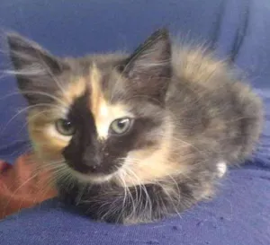 Gato raça desconh idade 2 a 6 meses nome Fofuchinha