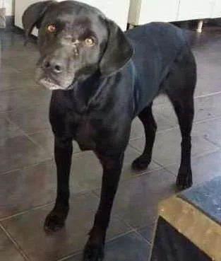Cachorro raça Labrador idade 4 anos nome Black