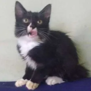 Gato raça Desconh idade 2 a 6 meses nome Malhado