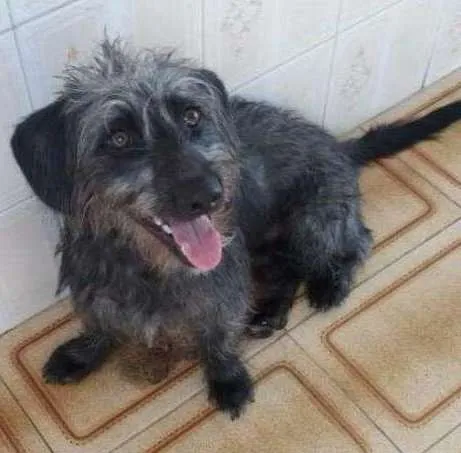 Cachorro ra a Poodle com outra raça idade 7 a 11 meses nome Maylon