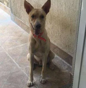 Cachorro raça Misturado idade 2 anos nome Zeus