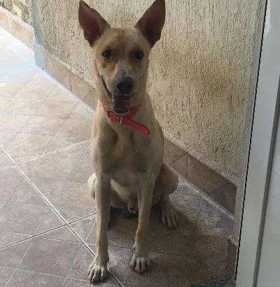Cachorro ra a Misturado idade 2 anos nome Zeus