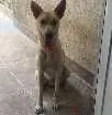 Cachorro raça Misturado idade 2 anos nome Zeus