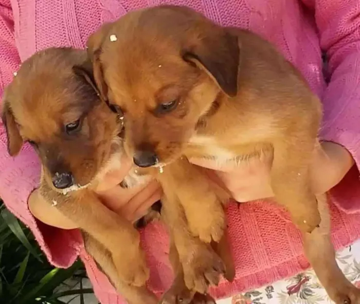 Cachorro ra a Vira lata idade Abaixo de 2 meses nome Não tem