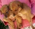 Cachorro raça Vira lata idade Abaixo de 2 meses nome Não tem
