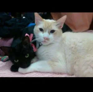 Gato raça  idade 2 anos nome Piter