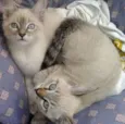 Rowena e Nada