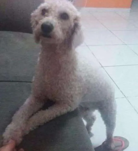 Cachorro ra a Poodle idade 2 anos nome Marley