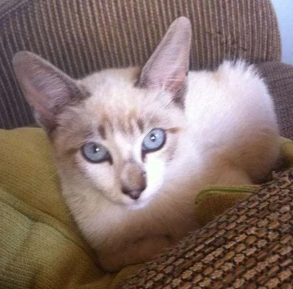 Gato ra a Não sei idade 2 a 6 meses nome Não tem nome