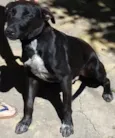 Nehuinho