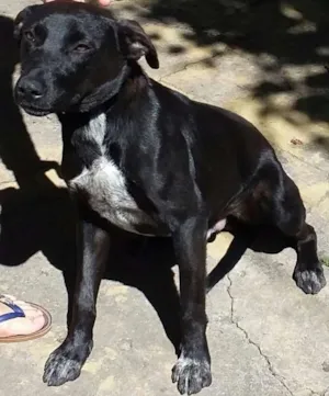 Cachorro raça Vira lata idade 7 a 11 meses nome Nehuinho