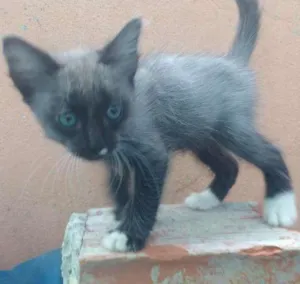 Gato raça Desconh idade 2 a 6 meses nome Grey