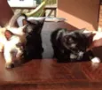 5 gatinhos