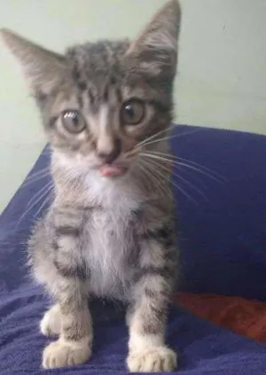Gato raça Desconh idade 2 a 6 meses nome Cucãozinho