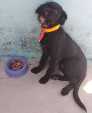 Cachorro raça  idade 2 a 6 meses nome Bolt