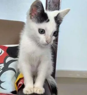 Gato raça Sem raça definida idade 2 a 6 meses nome Tutti