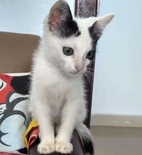 Gato ra a Sem raça definida idade 2 a 6 meses nome Tutti