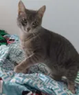Tom