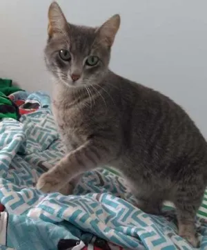 Gato raça Sem raça definida idade 7 a 11 meses nome Tom