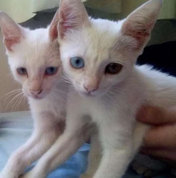 Gato ra a sem idade 2 a 6 meses nome --