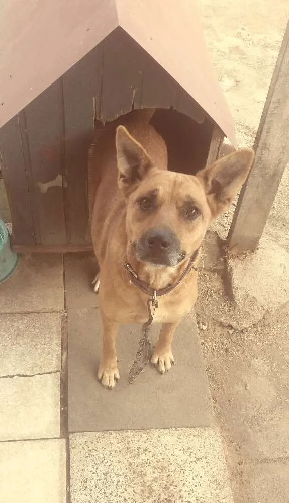 Cachorro ra a Srd idade 4 anos nome July