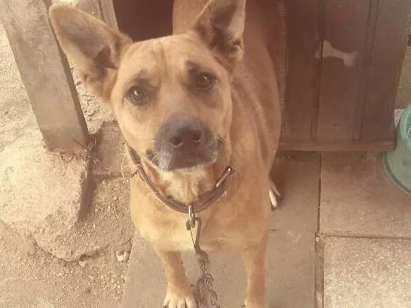 Cachorro ra a Srd idade 4 anos nome July