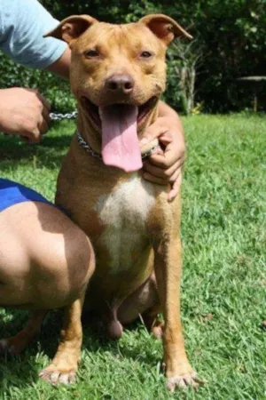 Cachorro raça Pitbull idade 3 anos nome Herus
