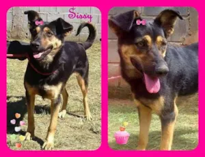 Cachorro raça SRD idade 5 anos nome Sissy