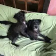 Peludo e Peluda