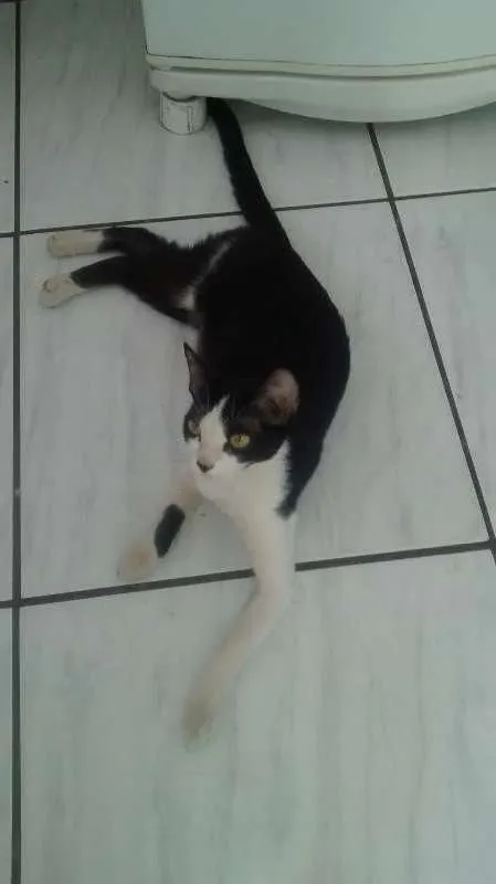 Gato raça nao sei idade 7 a 11 meses nome chandelle