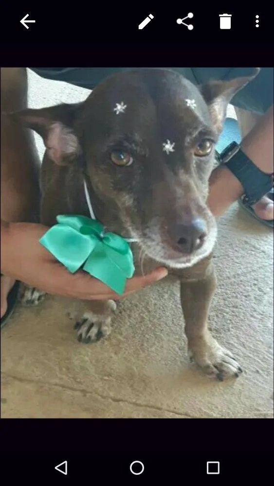 Cachorro raça Sem raça idade 5 anos nome Kayte