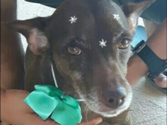 Cachorro raça Sem raça idade 5 anos nome Kayte