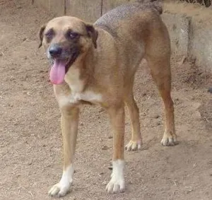 Cachorro raça SRD idade 3 anos nome Garoto
