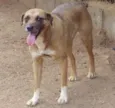 Garoto