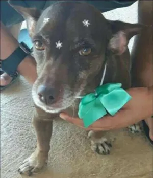 Cachorro raça Sem raça idade 5 anos nome Kayte