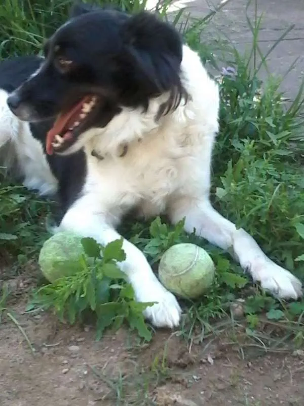 Cachorro ra a vira lata idade 2 a 6 meses nome pank e tob