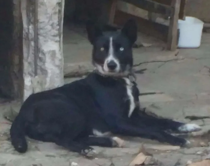 Cachorro ra a vira lata idade 2 a 6 meses nome pank e tob