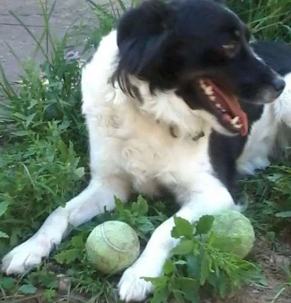 Cachorro ra a vira lata idade 2 a 6 meses nome pank e tob