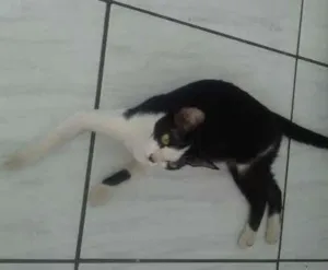 Gato raça nao sei idade 7 a 11 meses nome chandelle