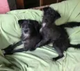 Peludo e Peluda