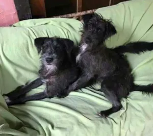 Cachorro raça SRD idade 1 ano nome Peludo e Peluda