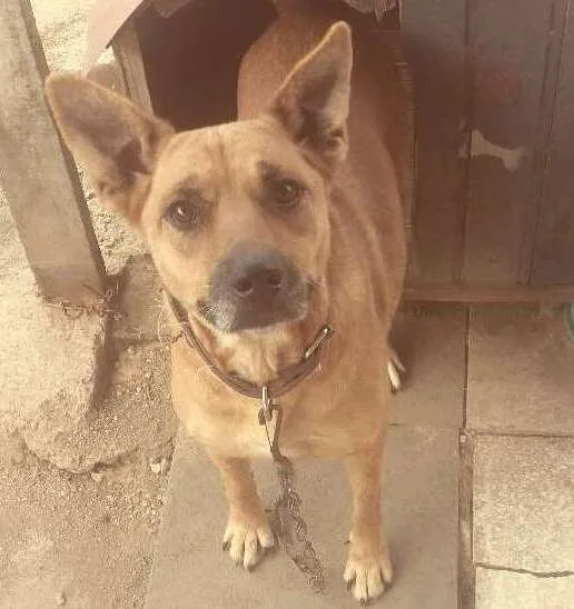 Cachorro ra a Srd idade 4 anos nome July
