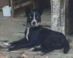 Cachorro raça vira lata idade 2 anos nome tob