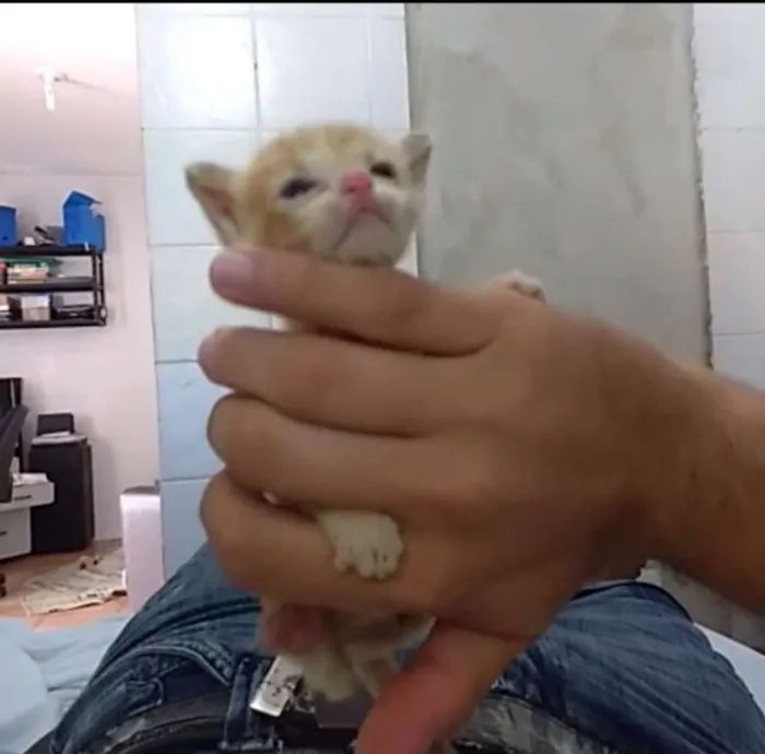 Gato ra a Sem raça  idade Abaixo de 2 meses nome Lionel