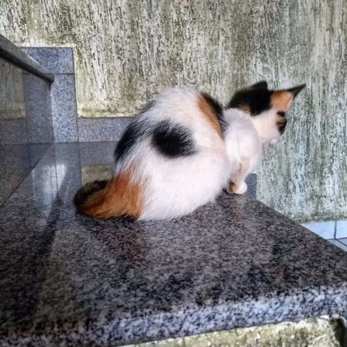 Gato ra a Indefinida idade 2 a 6 meses nome Ainda sem nome!