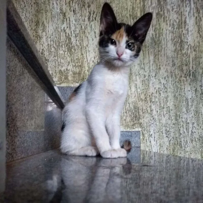 Gato ra a Indefinida idade 2 a 6 meses nome Ainda sem nome!